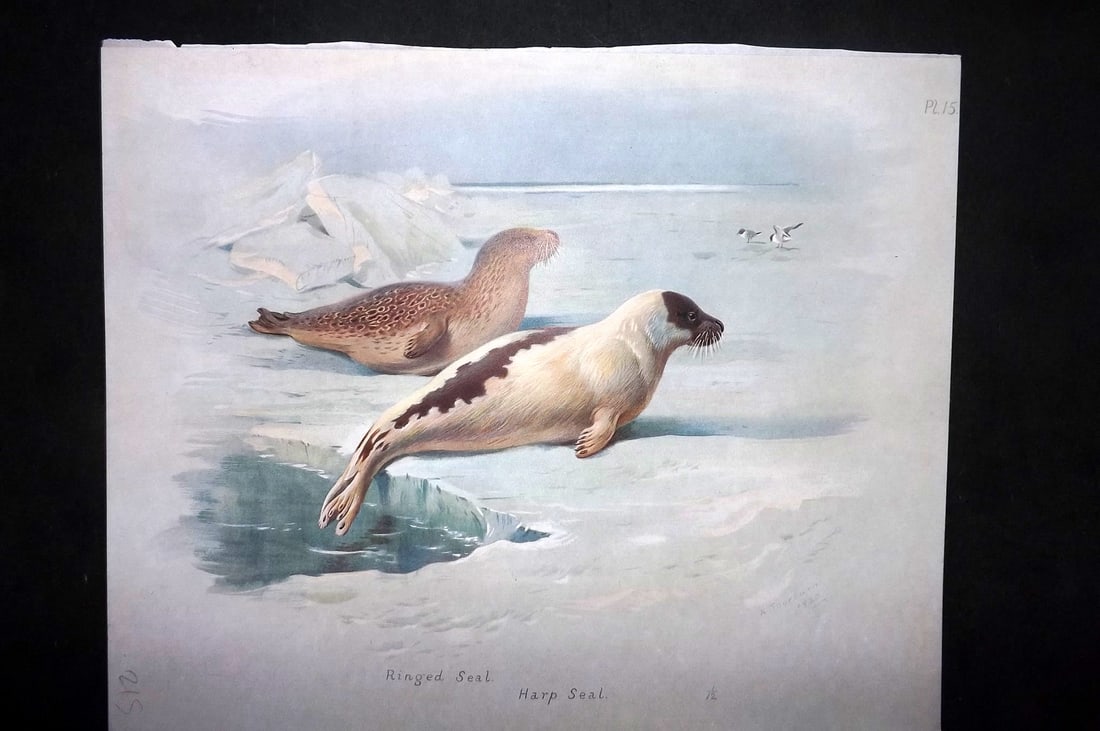 Thorburn, Archibald 1920 Rare Folio Print. Ringed & Harp Seal 15: Folio Chromolithographs Published 1920-21, London for "British Mammals" by Archibald Thorburn. On Heavy Stock Paper. Rare. This Edition Limited to 500 Copies. Paper Size: 12.5 x 10 inch (32 x 25cm) Go