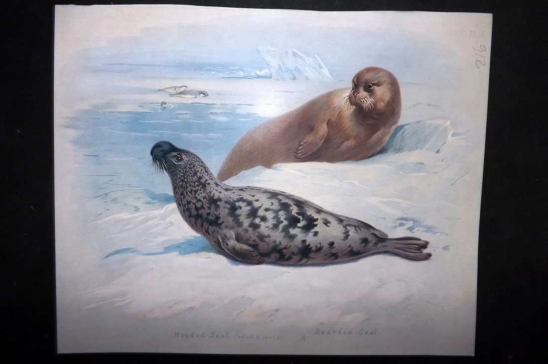 Thorburn, Archibald 1920 Rare Folio Print. Hooded & Bearded Seal 16: Folio Chromolithographs Published 1920-21, London for "British Mammals" by Archibald Thorburn. On Heavy Stock Paper. Rare. This Edition Limited to 500 Copies. Paper Size: 12.5 x 10 inch (32 x 25cm) Go