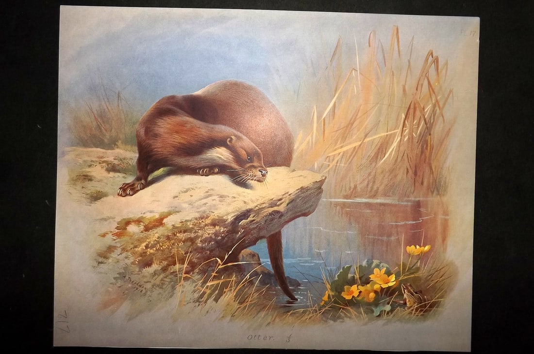 Thorburn, Archibald 1920 Rare Folio Print. Otter 17 (1 of 1)
