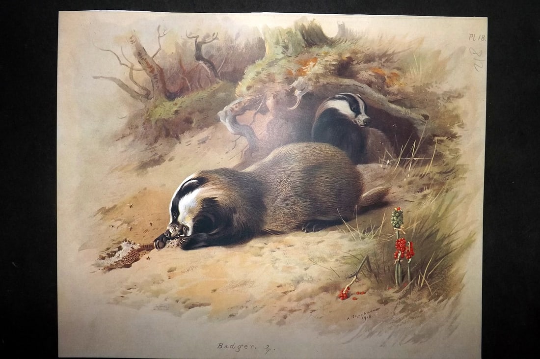 Thorburn, Archibald 1920 Rare Folio Print. Badger 18: Folio Chromolithographs Published 1920-21, London for "British Mammals" by Archibald Thorburn. On Heavy Stock Paper. Rare. This Edition Limited to 500 Copies. Paper Size: 12.5 x 10 inch (32 x 25cm) Go