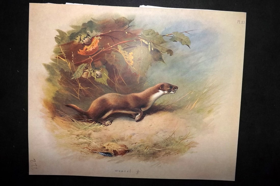 Thorburn, Archibald 1920 Rare Folio Print. Weasel 23: Folio Chromolithographs Published 1920-21, London for "British Mammals" by Archibald Thorburn. On Heavy Stock Paper. Rare. This Edition Limited to 500 Copies. Paper Size: 12.5 x 10 inch (32 x 25cm) Go