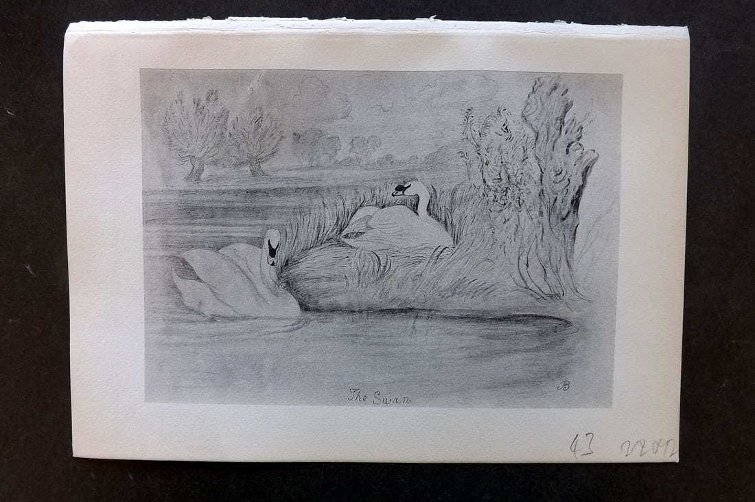 Blackburn, Jemima 1895 Antique Bird Print. Mute Swan: Lithographs Published 1895, Edinburgh for "Birds From Moidart and Elsewhere" Illustrated by Mrs Jemima Blackburn. Paper Size: 8.5 x 6 inch (22 x 16cm) Good Condition