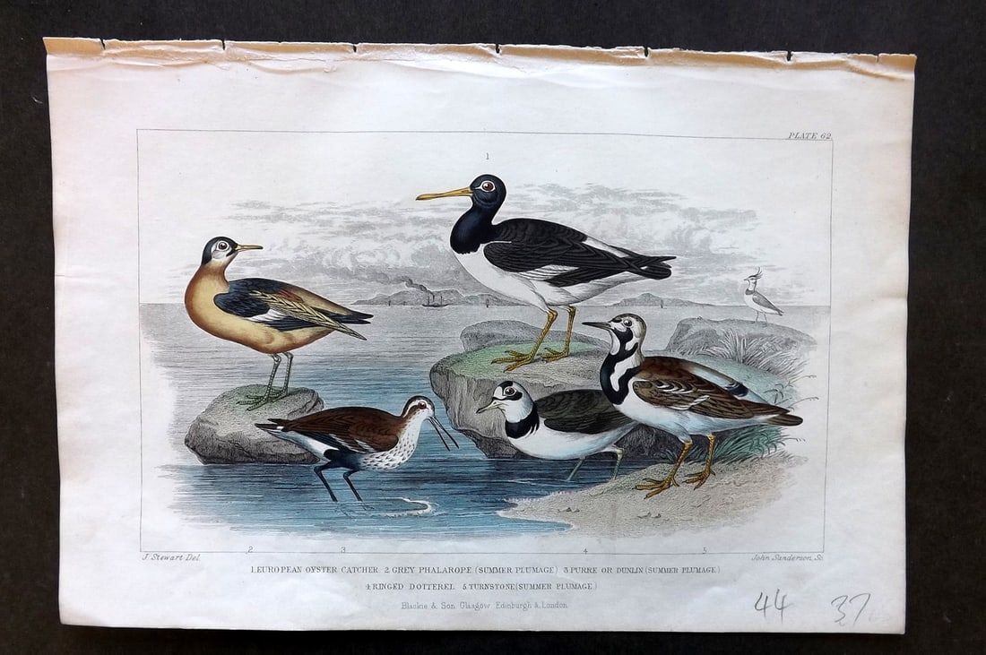 Goldsmith, Oliver 1856 HC Bird. European Oyster Catcher, Grey Phalarope, Dotterel 62: Hand Colored Steel Engraving Published 1854-55 by Blackie & Son, London for "A History of the Earth and Animated Nature"by Oliver Goldsmith. Paper Size: 9.5 x 6 inch (24 x 16cm) Good Condition