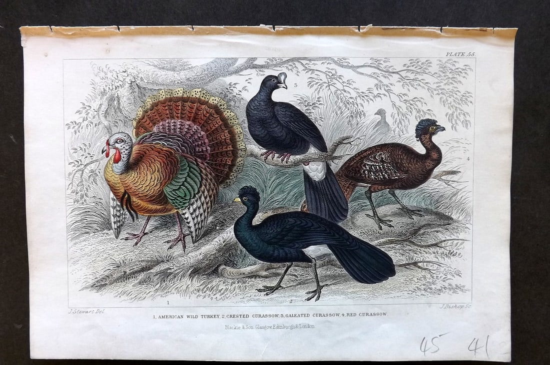 Goldsmith, Oliver 1856 Bird. King of the Vultures, Sociable Vulture, Griffon Vulture 51: Hand Colored Steel Engraving Published 1854-55 by Blackie & Son, London for "A History of the Earth and Animated Nature"by Oliver Goldsmith. Paper Size: 9.5 x 6 inch (24 x 16cm) Good Condition