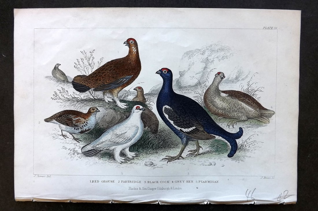 Goldsmith, Oliver 1856 HCol Bird Print. Red Grouse, Partridge, Grey Hen, Ptarmigan 56: Hand Colored Steel Engraving Published 1854-55 by Blackie & Son, London for "A History of the Earth and Animated Nature"by Oliver Goldsmith. Paper Size: 9.5 x 6 inch (24 x 16cm) Good Condition