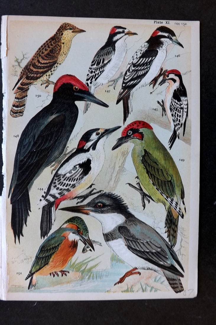 Gordon, W. J. C1900 Antique Bird Print. Woodpeckers & Kingfisher (1 of 1)