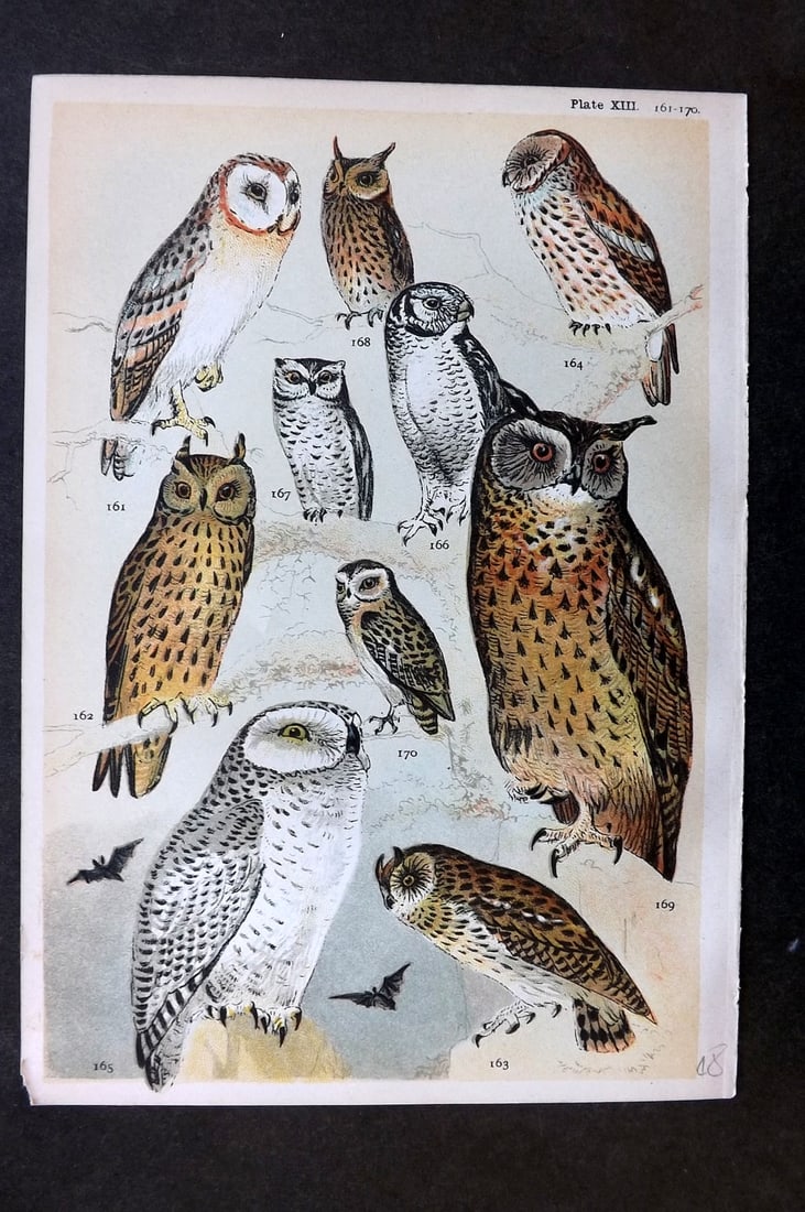 Gordon, W. J. C1900 Antique Bird Print. Owls: Chromolithograph Published C1900, London for the "Our Country's" Series by W. J. Gordon. Paper Size: 7.5 x 5 inch (19 x 13cm) Good Condition