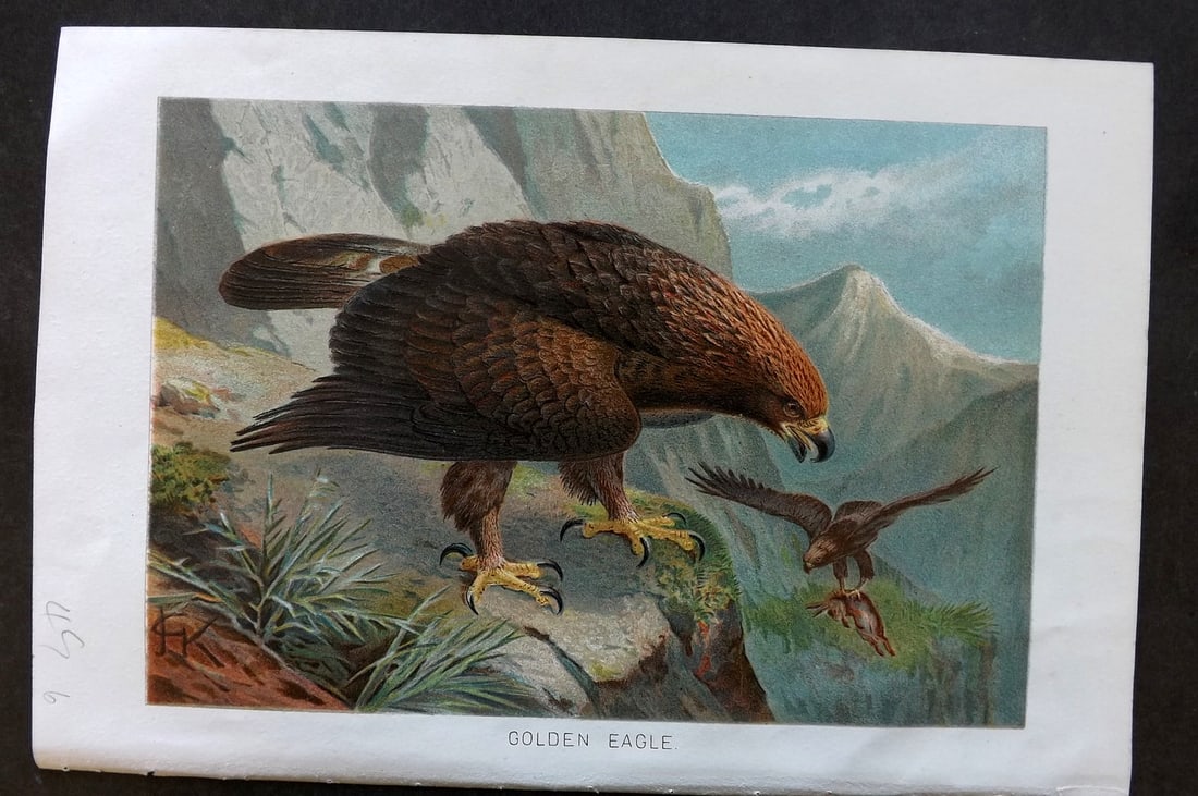 Lydekker, Richard 1896 Antique Bird Print. Golden Eagle: Chromolithograph Published 1894-96, London for "The Royal Natural History" by Richard Lydekker. Illustrated by Smit, Keulemans, Wolf and others. Paper Size: 10 x 6.5 inch (25 x 16.5cm) Good Condition