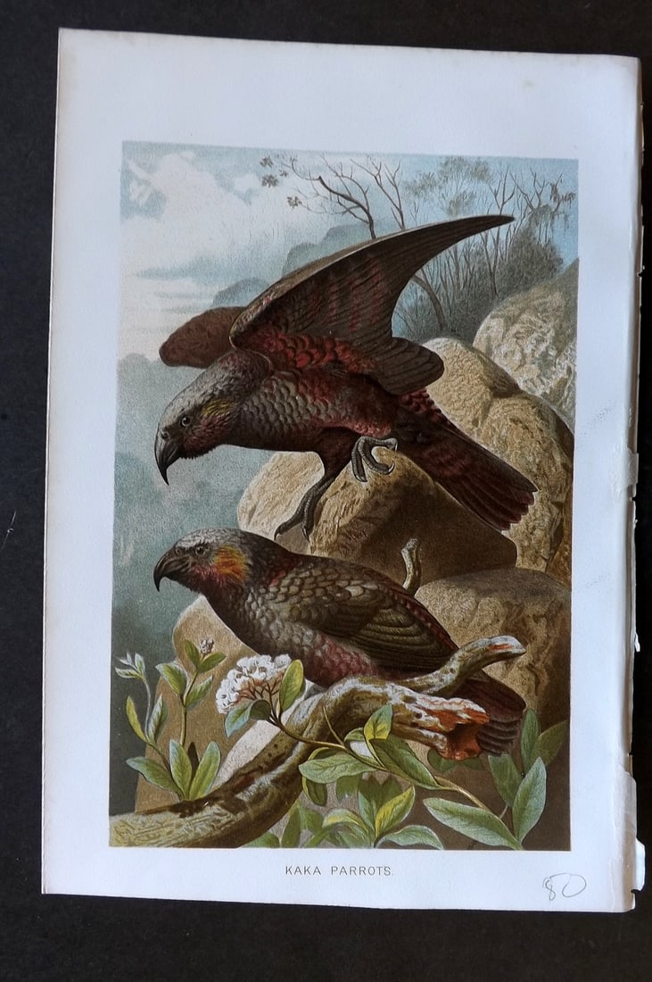 Lydekker, Richard 1896 Antique Bird Print. Kaka Parrots New Zealand: Chromolithograph Published 1894-96, London for "The Royal Natural History" by Richard Lydekker. Illustrated by Smit, Keulemans, Wolf and others. Paper Size: 10 x 6.5 inch (25 x 16.5cm) Good Condition