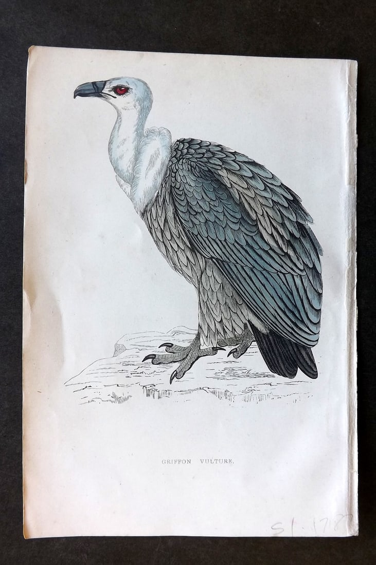 Morris, Francis 1867 Hand Col Bird Print. Griffon Vulture (1 of 1)