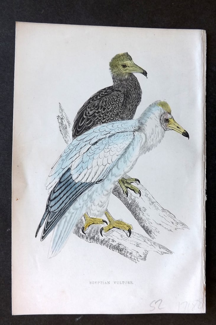 Morris, Francis 1867 Hand Col Bird Print. Egyptian Vulture: Woodblock Published 1863-7, London for "A History of British Birds" by the Rev. Francis Orpen Morris. Printed in colours and finished by hand. Paper Size: 7 x 5 inch (18 x 12cm) Good Condition