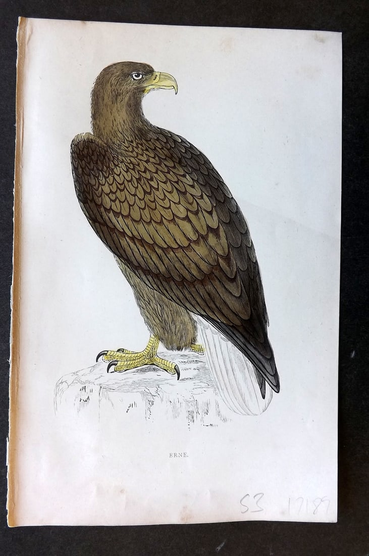 Morris, Francis 1867 Hand Col Bird Print. Erne: Woodblock Published 1863-7, London for "A History of British Birds" by the Rev. Francis Orpen Morris. Printed in colours and finished by hand. Paper Size: 7 x 5 inch (18 x 12cm) Good Condition
