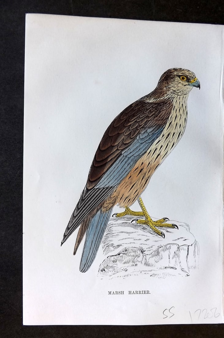 Morris, Francis 1867 Hand Col Bird Print. Marsh Harrier: Woodblock Published 1863-7, London for "A History of British Birds" by the Rev. Francis Orpen Morris. Printed in colours and finished by hand. Paper Size: 7 x 5 inch (18 x 12cm) Good Condition