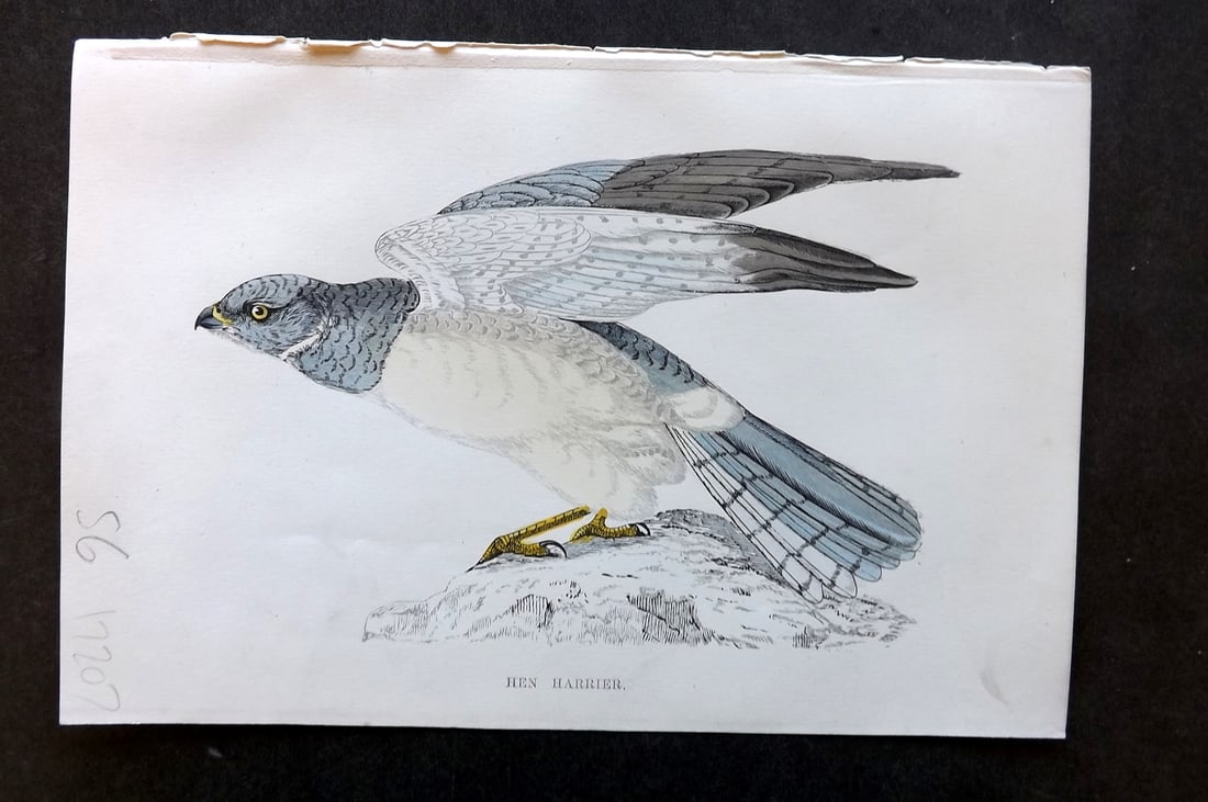 Morris, Francis 1867 Hand Col Bird Print. Hen Harrier: Woodblock Published 1863-7, London for "A History of British Birds" by the Rev. Francis Orpen Morris. Printed in colours and finished by hand. Paper Size: 7 x 5 inch (18 x 12cm) Good Condition