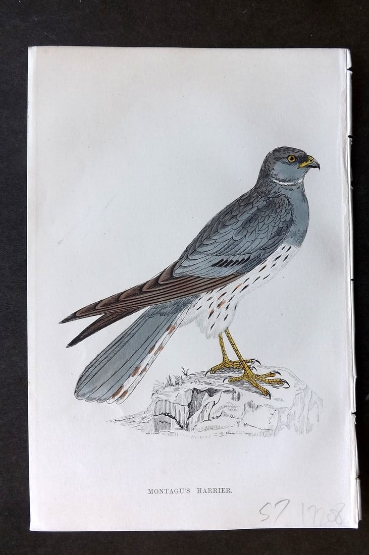 Morris, Francis 1867 Hand Col Bird Print. Montagu's Harrier: Woodblock Published 1863-7, London for "A History of British Birds" by the Rev. Francis Orpen Morris. Printed in colours and finished by hand. Paper Size: 7 x 5 inch (18 x 12cm) Good Condition