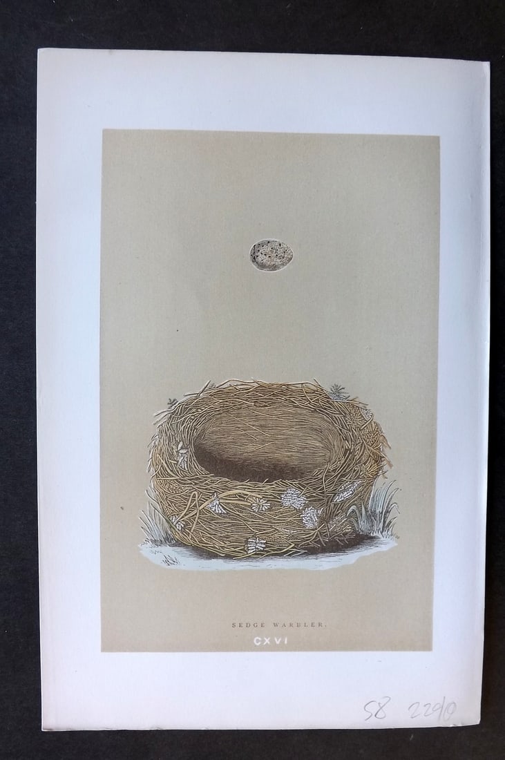 Morris, Francis 1896 Antique Bird Nest & Egg Print. Sedge Warbler 116: Woodblocks Published 1896 by John C. Nimmo, London for "A Natural History of the Nests and Eggs of British Birds" By the Rev. Francis Orpen Morris, printed Benjamin Fawcett. Printed in colours and fin