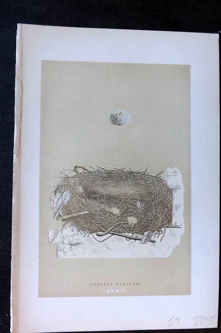 Morris, Francis 1896 Antique Bird Nest & Egg Print. Orphean Warbler 122: Woodblocks Published 1896 by John C. Nimmo, London for "A Natural History of the Nests and Eggs of British Birds" By the Rev. Francis Orpen Morris, printed Benjamin Fawcett. Printed in colours and fin