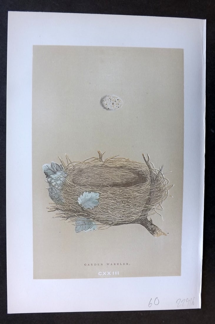Morris, Francis 1896 Antique Bird Nest & Egg Print. Garden Warbler 123: Woodblocks Published 1896 by John C. Nimmo, London for "A Natural History of the Nests and Eggs of British Birds" By the Rev. Francis Orpen Morris, printed Benjamin Fawcett. Printed in colours and fin