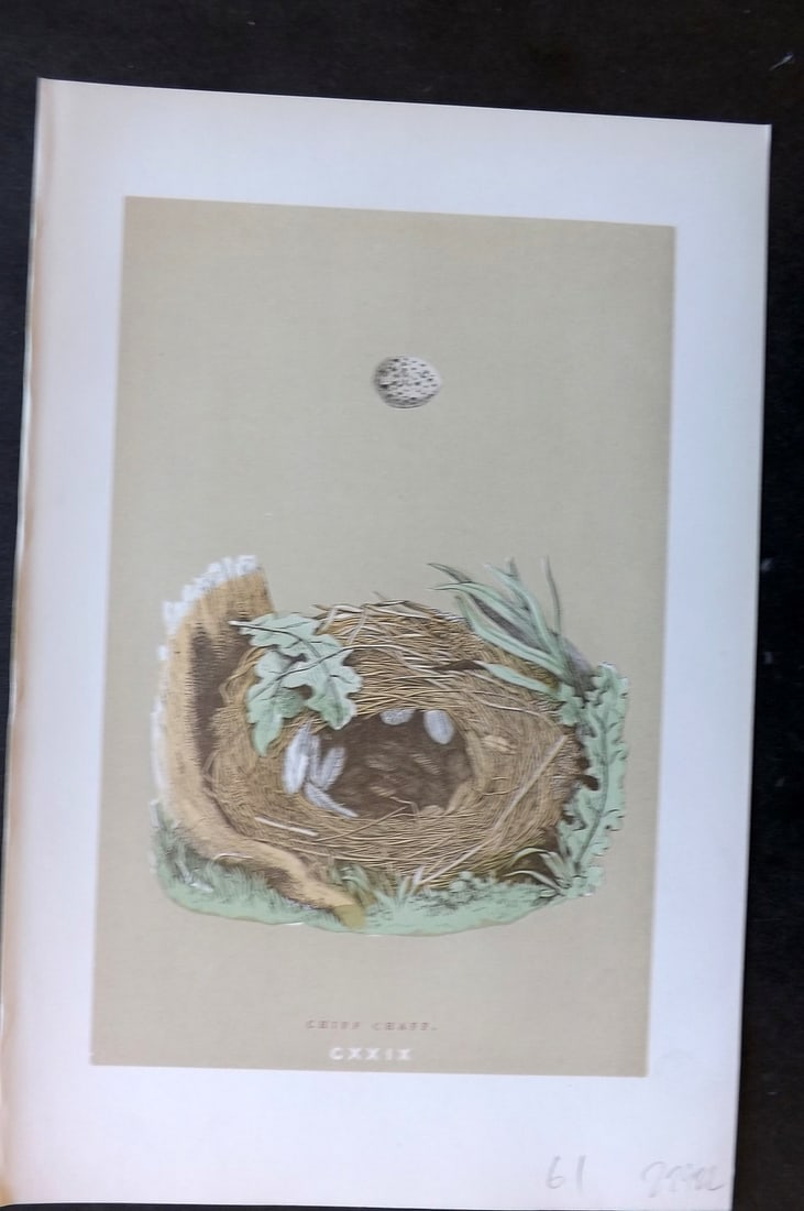 Morris, Francis 1896 Antique Bird Nest & Egg Print. Chiff Chaff 129: Woodblocks Published 1896 by John C. Nimmo, London for "A Natural History of the Nests and Eggs of British Birds" By the Rev. Francis Orpen Morris, printed Benjamin Fawcett. Printed in colours and fin
