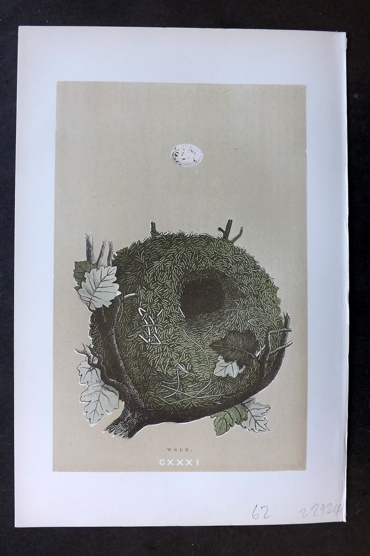 Morris, Francis 1896 Antique Bird Nest & Egg Print. Dartford Warbler 130: Woodblocks Published 1896 by John C. Nimmo, London for "A Natural History of the Nests and Eggs of British Birds" By the Rev. Francis Orpen Morris, printed Benjamin Fawcett. Printed in colours and fin