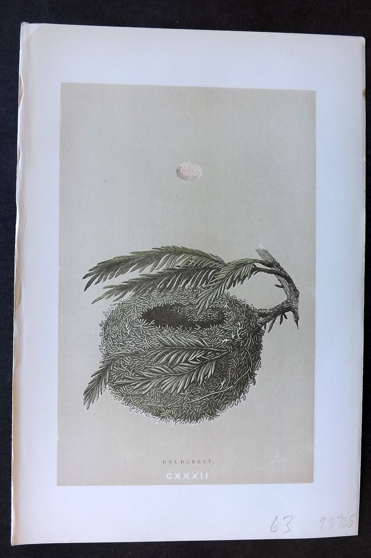 Morris, Francis 1896 Antique Bird Nest & Egg Print. Goldcrest 132: Woodblocks Published 1896 by John C. Nimmo, London for "A Natural History of the Nests and Eggs of British Birds" By the Rev. Francis Orpen Morris, printed Benjamin Fawcett. Printed in colours and fin