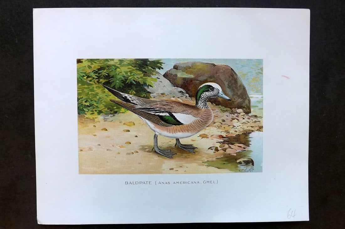 Ridgway & Fuertes 1902 Folio Bird Print. Baldpate: Chromolithograph Published 1902, Albany for "Fish and Game of the State of New York. Seventh Report" First and Deluxe Edition by the Forest, Fish and Game Commission of New York. Illustrated by Sherma