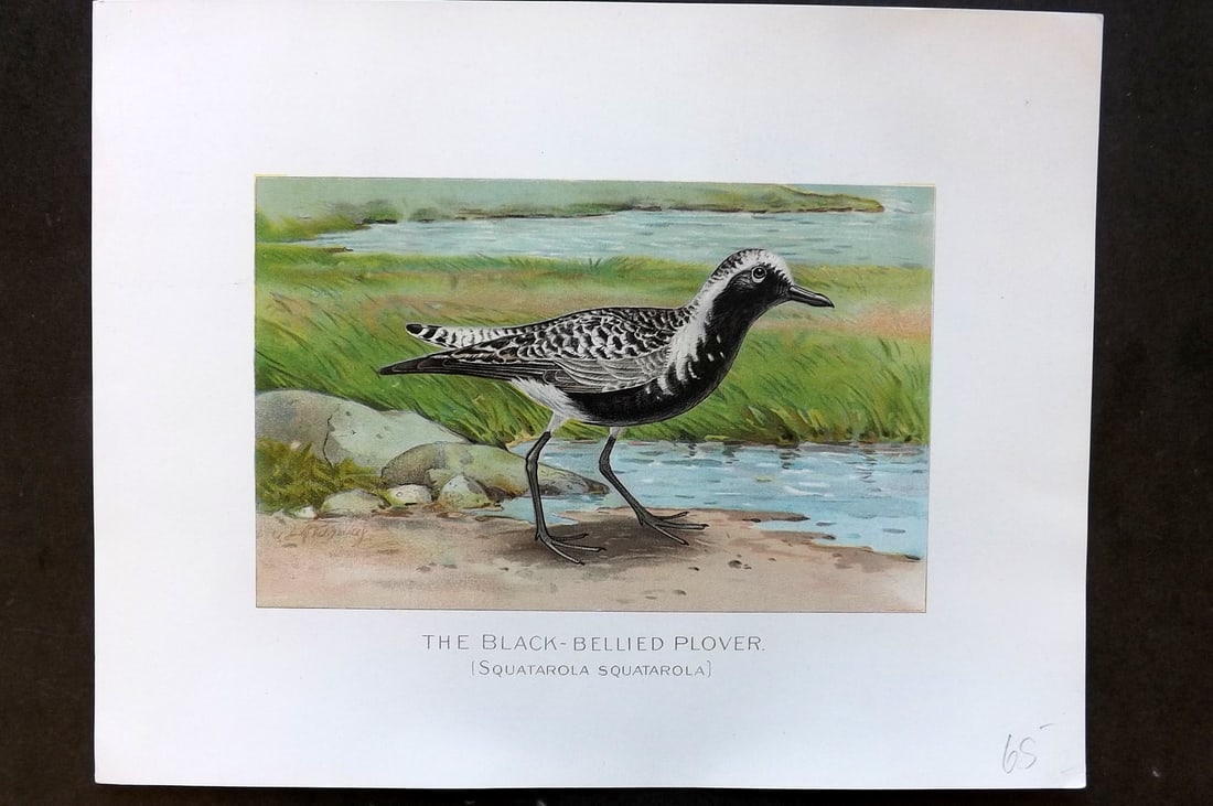 Ridgway & Fuertes 1902 Folio Bird Print. Black-Bellied Plover: Chromolithograph Published 1902, Albany for "Fish and Game of the State of New York. Seventh Report" First and Deluxe Edition by the Forest, Fish and Game Commission of New York. Illustrated by Sherma