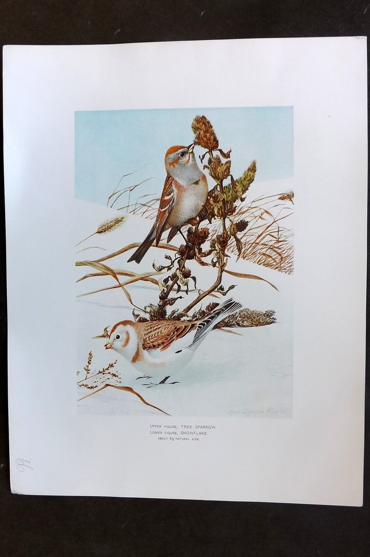 Ridgway & Fuertes 1902 Folio Bird Print. Tree Sparrow, Snow Flake: Chromolithograph Published 1902, Albany for "Fish and Game of the State of New York. Seventh Report" First and Deluxe Edition by the Forest, Fish and Game Commission of New York. Illustrated by Sherma