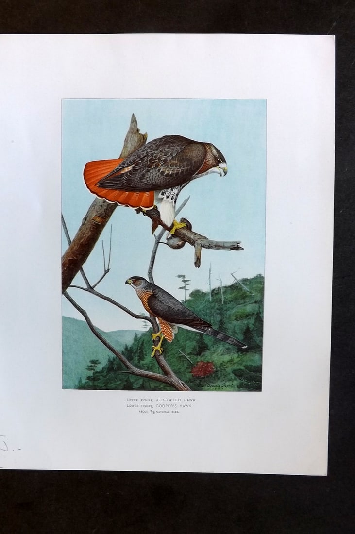 Ridgway & Fuertes 1902 Folio Bird Print. Red-Tailed & Cooper's Hawk: Chromolithograph Published 1902, Albany for "Fish and Game of the State of New York. Seventh Report" First and Deluxe Edition by the Forest, Fish and Game Commission of New York. Illustrated by Sherma