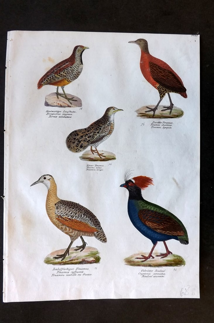 Schinz & Brodtmann 1830 Folio HCol Bird Print. Tinamou, Crested Partridge 105: Folio Hand Colored Lithograph Published 1830, Zurich for "Naturgeschichte und Abbildungen der Vogel..." by Heinrich Rudolph Schinz. Lithographed by Karl Joseph Brodtmann. Paper Size: 12 x 8.25 inch (3