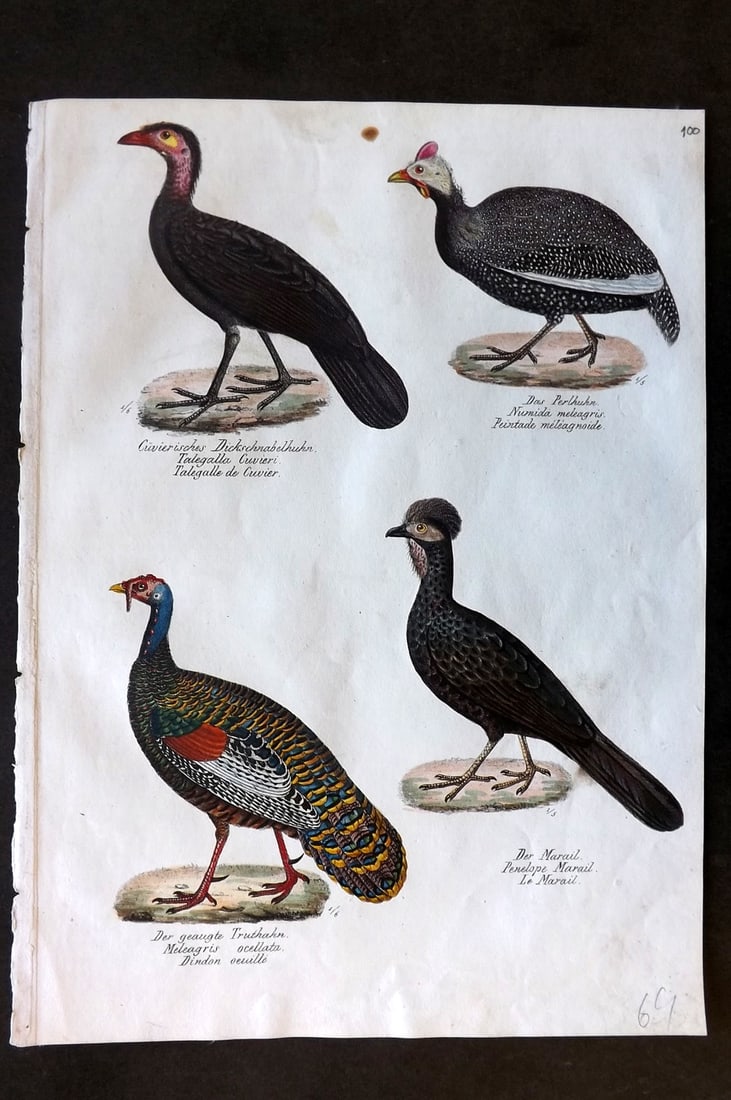 Schinz & Brodtmann 1830 Bird Print. Brushturkey, Guineafowl, Ocellated Turkey 100: Folio Hand Colored Lithograph Published 1830, Zurich for "Naturgeschichte und Abbildungen der Vogel..." by Heinrich Rudolph Schinz. Lithographed by Karl Joseph Brodtmann. Paper Size: 12 x 8.25 inch (3