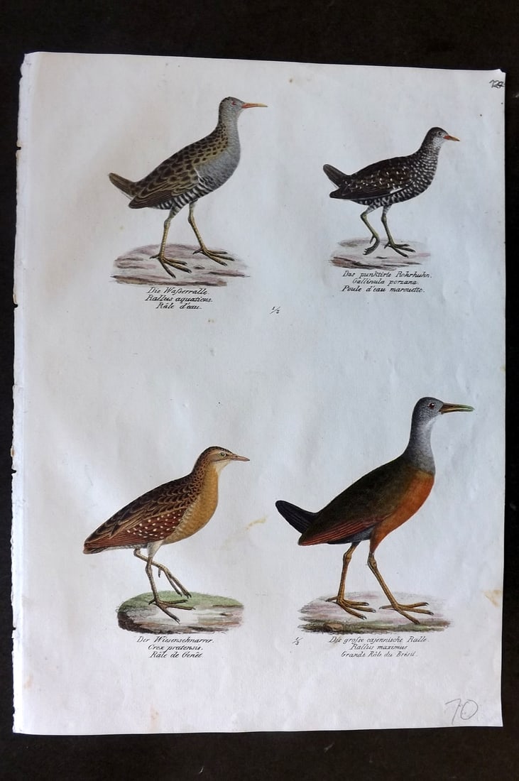 Schinz & Brodtmann 1830 Folio HCol Bird Print. Rails 123: Folio Hand Colored Lithograph Published 1830, Zurich for "Naturgeschichte und Abbildungen der Vogel..." by Heinrich Rudolph Schinz. Lithographed by Karl Joseph Brodtmann. Paper Size: 12 x 8.25 inch (3