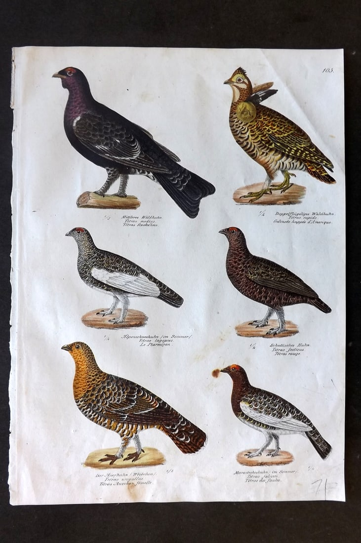 Schinz & Brodtmann 1830 Folio HCol Bird Print. Grouse 105: Folio Hand Colored Lithograph Published 1830, Zurich for "Naturgeschichte und Abbildungen der Vogel..." by Heinrich Rudolph Schinz. Lithographed by Karl Joseph Brodtmann. Paper Size: 12 x 8.25 inch (3