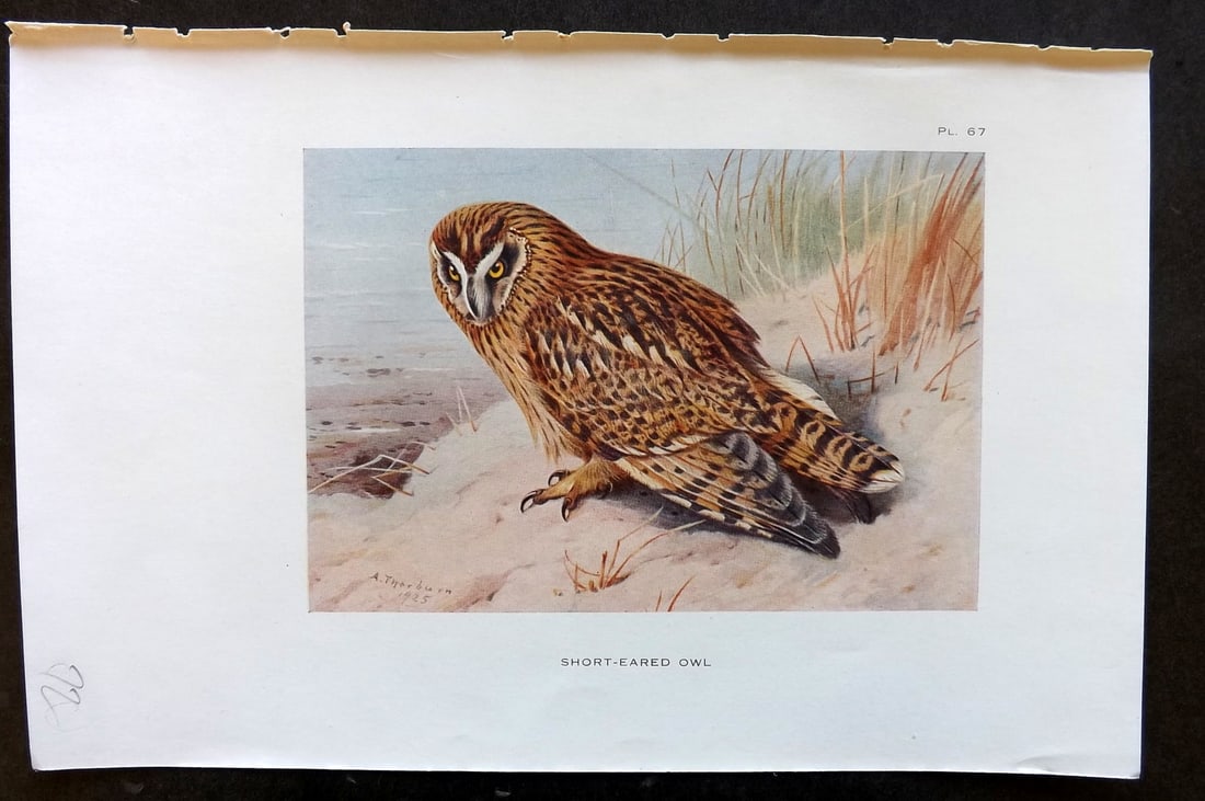 Thorburn, Archibald 1926 Vintage Bird Print. Short-Eared Owl: Vintage Offset Lithograph Published 1925-26, London for "British Birds" by Archibald Thorburn. Paper Size: 8.5 x 5.5 inch (22 x 14cm) Good Condition