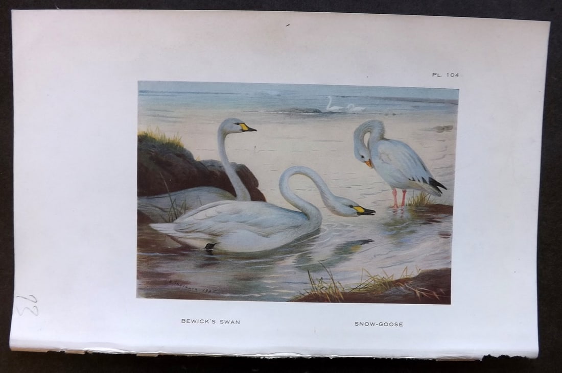 Thorburn, Archibald 1926 Vintage Bird Print. Bewicks Swan, Snow Goose: Vintage Offset Lithograph Published 1925-26, London for "British Birds" by Archibald Thorburn. Paper Size: 8.5 x 5.5 inch (22 x 14cm) Good Condition