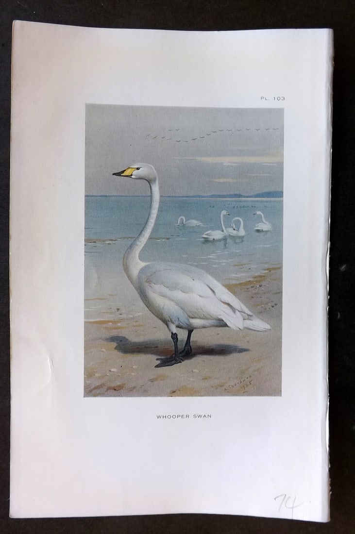 Thorburn, Archibald 1926 Vintage Bird Print. Whooper Swan: Vintage Offset Lithograph Published 1925-26, London for "British Birds" by Archibald Thorburn. Paper Size: 8.5 x 5.5 inch (22 x 14cm) Good Condition