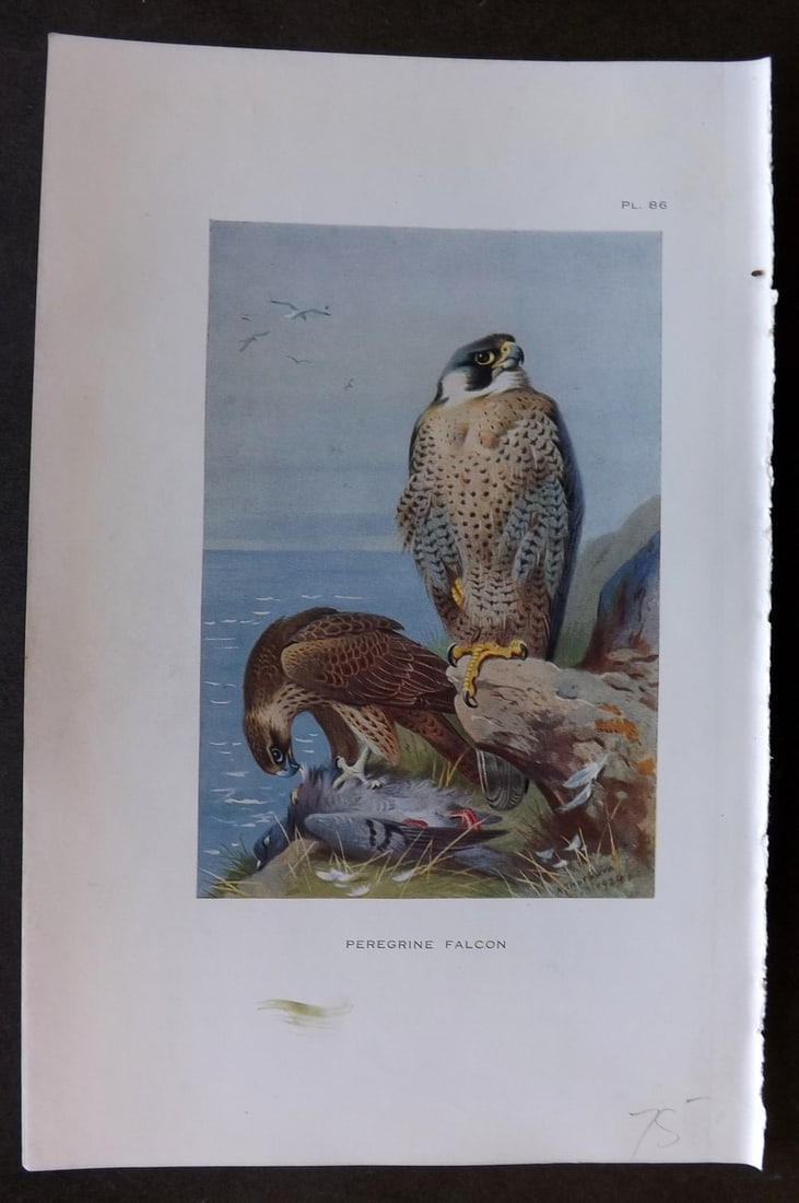 Thorburn, Archibald 1926 Vintage Bird Print. Peregrine Falcon: Vintage Offset Lithograph Published 1925-26, London for "British Birds" by Archibald Thorburn. Paper Size: 8.5 x 5.5 inch (22 x 14cm) Good Condition