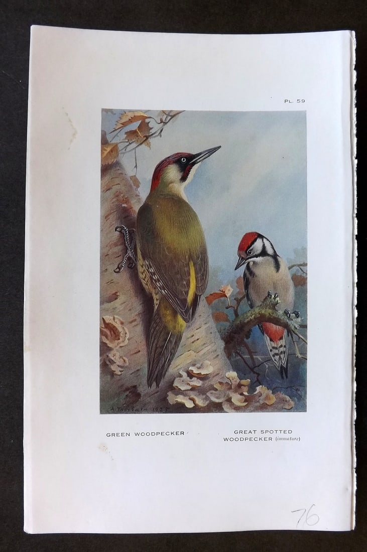 Thorburn, Archibald 1926 Vintage Bird Print. Green & Great Spotted Woodpecker: Vintage Offset Lithograph Published 1925-26, London for "British Birds" by Archibald Thorburn. Paper Size: 8.5 x 5.5 inch (22 x 14cm) Good Condition