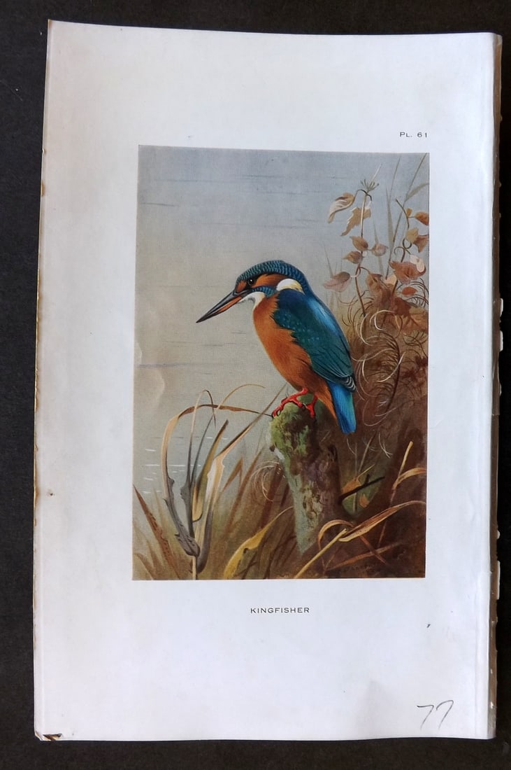 Thorburn, Archibald 1926 Vintage Bird Print. Kingfisher: Vintage Offset Lithograph Published 1925-26, London for "British Birds" by Archibald Thorburn. Paper Size: 8.5 x 5.5 inch (22 x 14cm) Good Condition