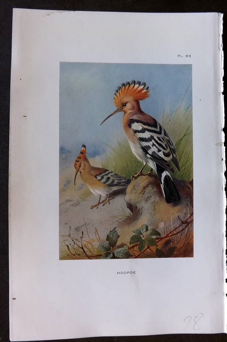 Thorburn, Archibald 1926 Vintage Bird Print. Hoopoe: Vintage Offset Lithograph Published 1925-26, London for "British Birds" by Archibald Thorburn. Paper Size: 8.5 x 5.5 inch (22 x 14cm) Good Condition
