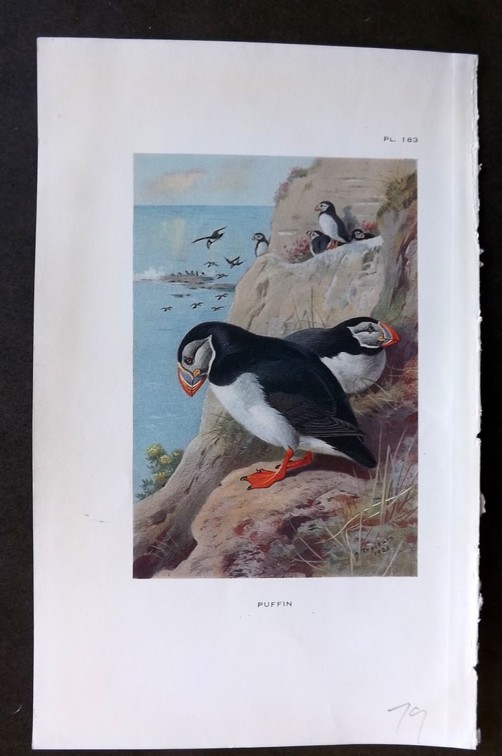 Thorburn, Archibald 1926 Vintage Bird Print. Puffin: Vintage Offset Lithograph Published 1925-26, London for "British Birds" by Archibald Thorburn. Paper Size: 8.5 x 5.5 inch (22 x 14cm) Good Condition