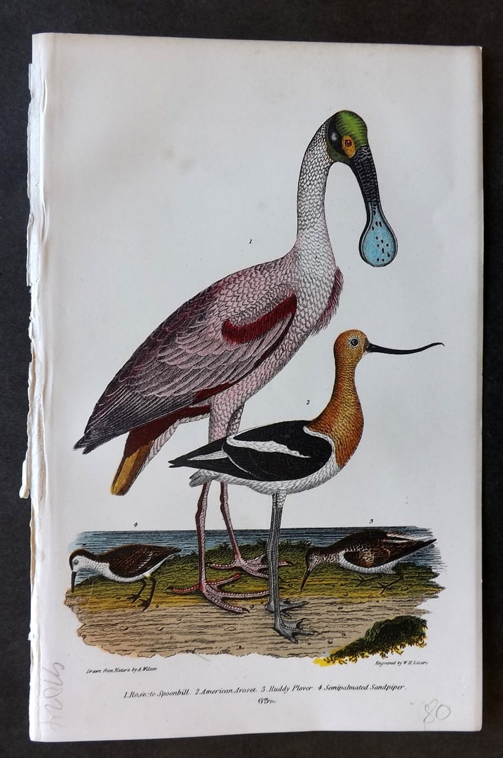 Wilson, Alexander 1877 American Bird Print. Roseate Spoonbill etc (1 of 1)