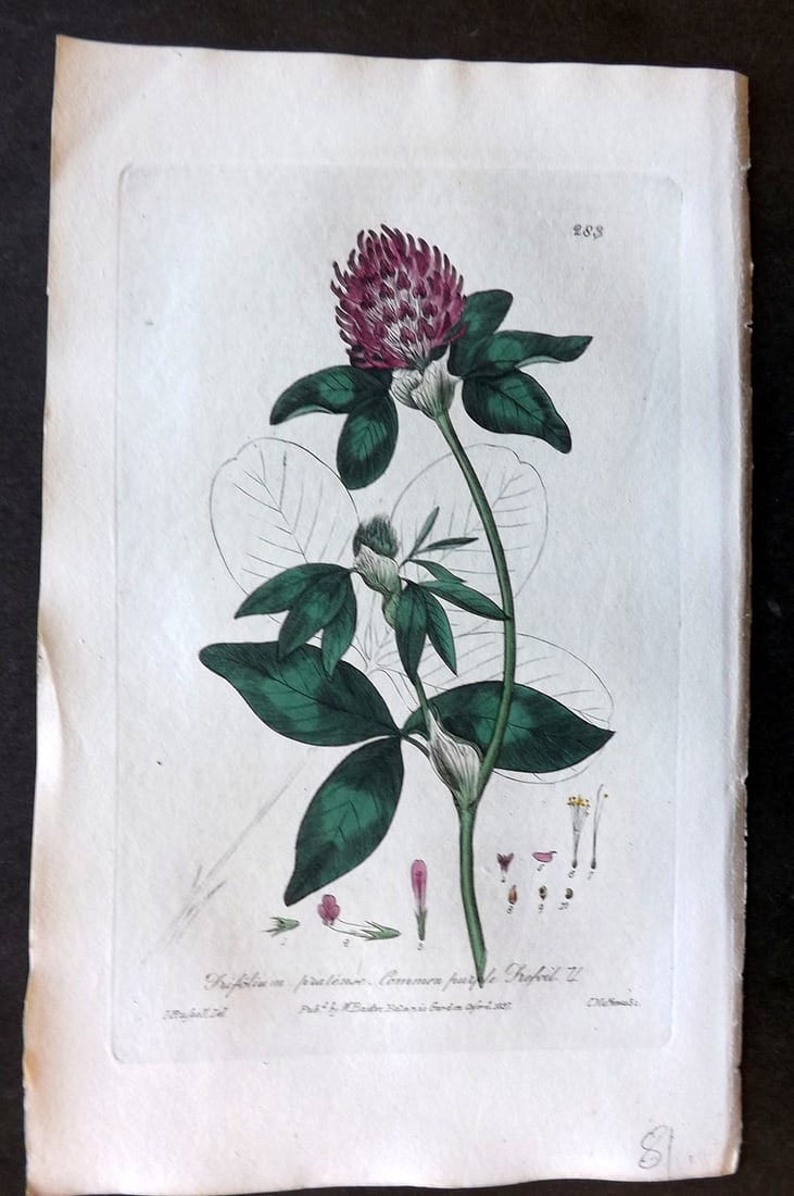 Baxter 1839 Hand Col Botanical Print. Purple Trefoil 283: Hand Colored Etching Published 1834-43, Oxford for "British Phaenogamous Botany; or, Figures and Descriptions of British Flowering Plants" by William Baxter. Paper Size: 8.5 x 5.5 inch (22 x 14cm) Goo