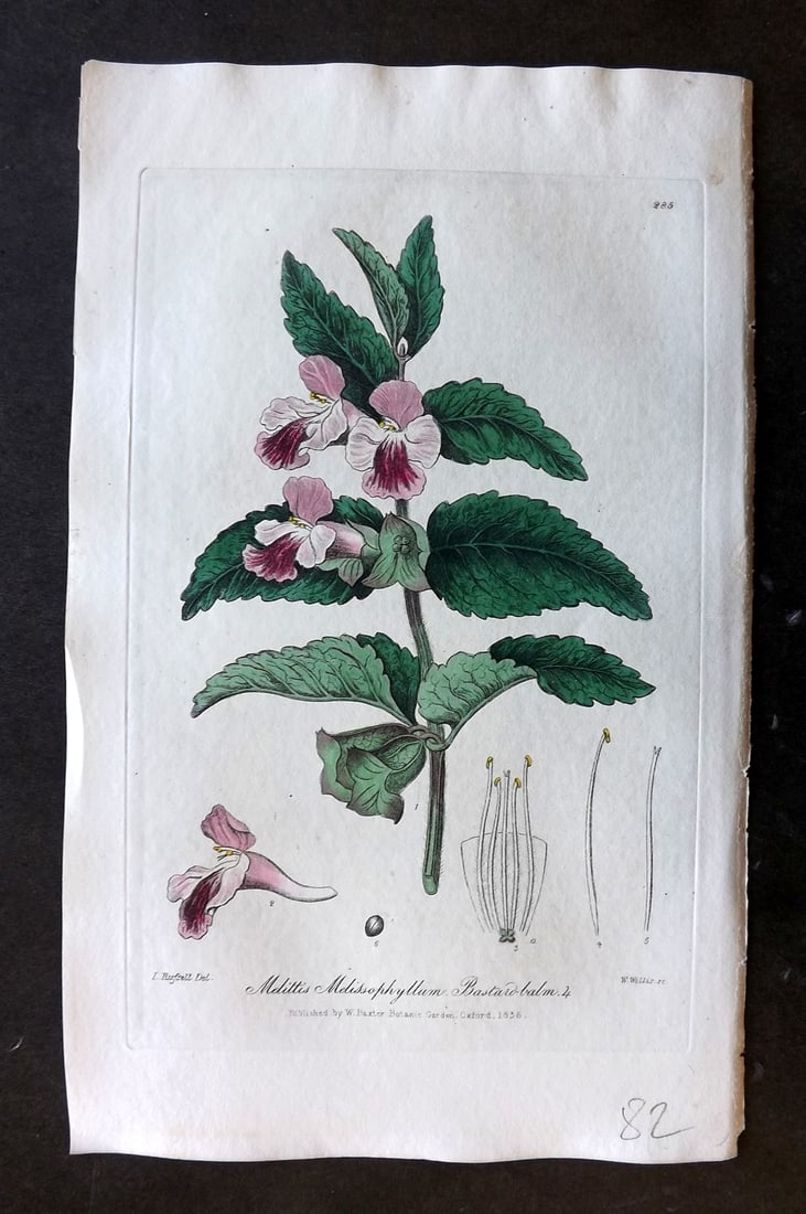 Baxter 1839 Hand Col Botanical Print. Bastard Balm 285: Hand Colored Etching Published 1834-43, Oxford for "British Phaenogamous Botany; or, Figures and Descriptions of British Flowering Plants" by William Baxter. Paper Size: 8.5 x 5.5 inch (22 x 14cm) Goo