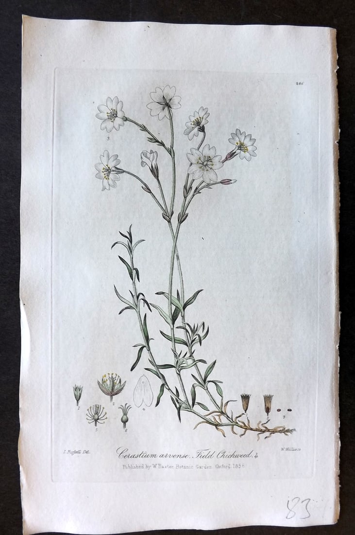 Baxter 1839 Hand Col Botanical Print. Field Chickweed 286: Hand Colored Etching Published 1834-43, Oxford for "British Phaenogamous Botany; or, Figures and Descriptions of British Flowering Plants" by William Baxter. Paper Size: 8.5 x 5.5 inch (22 x 14cm) Goo