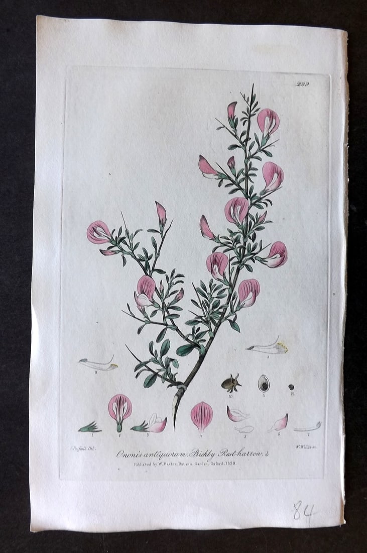 Baxter 1839 Hand Col Botanical Print. Prickly Rest Harrow 289: Hand Colored Etching Published 1834-43, Oxford for "British Phaenogamous Botany; or, Figures and Descriptions of British Flowering Plants" by William Baxter. Paper Size: 8.5 x 5.5 inch (22 x 14cm) Goo