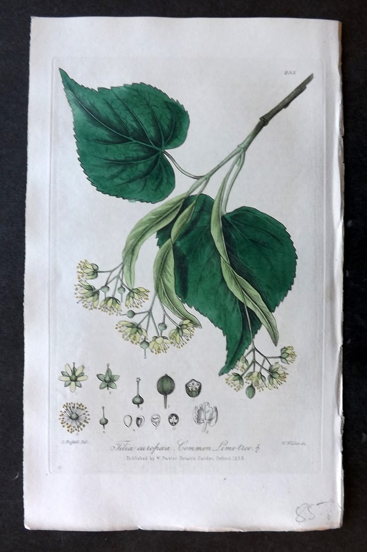 Baxter 1839 Hand Col Botanical Print. Common Lime Tree 293: Hand Colored Etching Published 1834-43, Oxford for "British Phaenogamous Botany; or, Figures and Descriptions of British Flowering Plants" by William Baxter. Paper Size: 8.5 x 5.5 inch (22 x 14cm) Goo