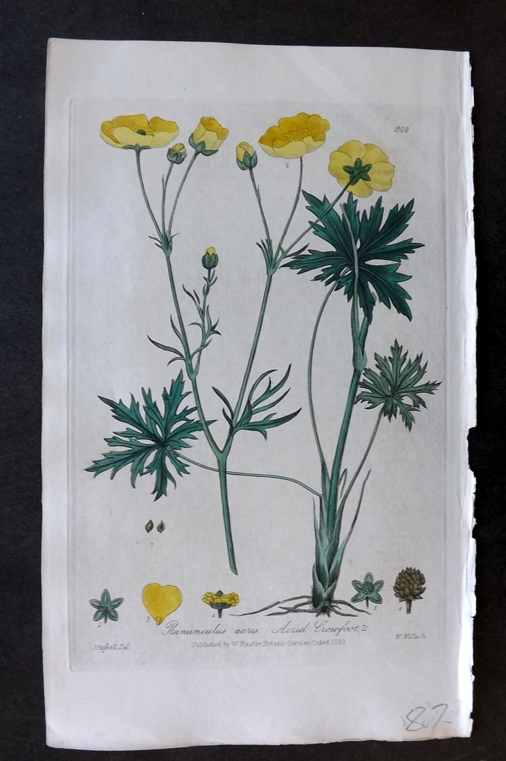 Baxter 1839 Hand Col Botanical Print. Acrid Crowfoot 302: Hand Colored Etching Published 1834-43, Oxford for "British Phaenogamous Botany; or, Figures and Descriptions of British Flowering Plants" by William Baxter. Paper Size: 8.5 x 5.5 inch (22 x 14cm) Goo