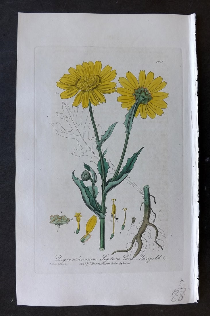 Baxter 1839 Hand Col Botanical Print. Corn Marigold 306: Hand Colored Etching Published 1834-43, Oxford for "British Phaenogamous Botany; or, Figures and Descriptions of British Flowering Plants" by William Baxter. Paper Size: 8.5 x 5.5 inch (22 x 14cm) Goo