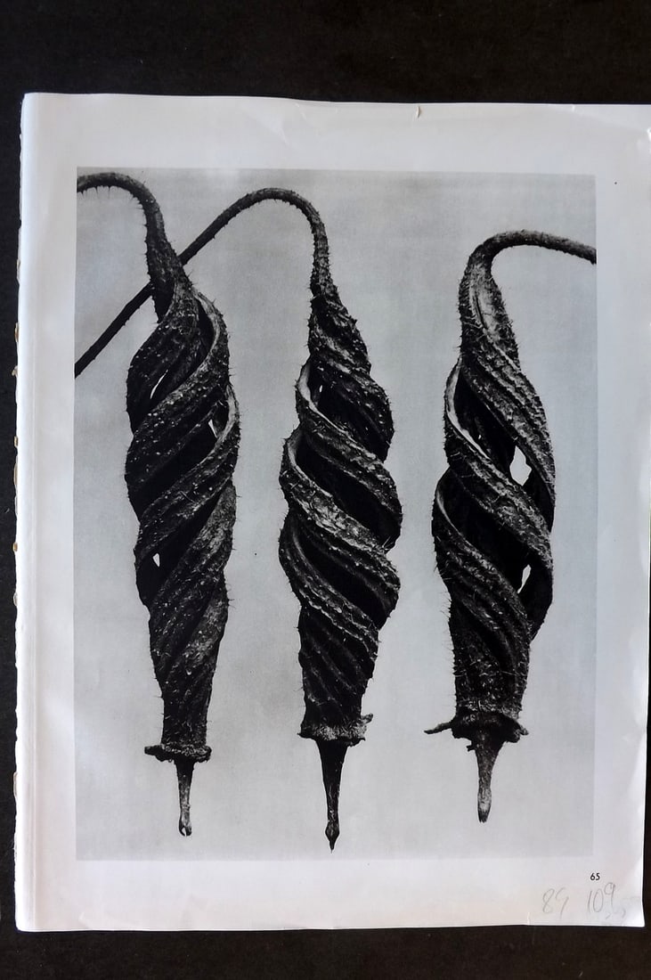 Blossfeldt, Karl 1942 Folio Vintage Botanical Print 65: Photogravures Published 1953, Berlin for "Urformen der Kunst" by Karl Blossfeldt. Reverse side blank. Paper Size: 12.5 x 10 inch (32 x 25cm) Good Condition